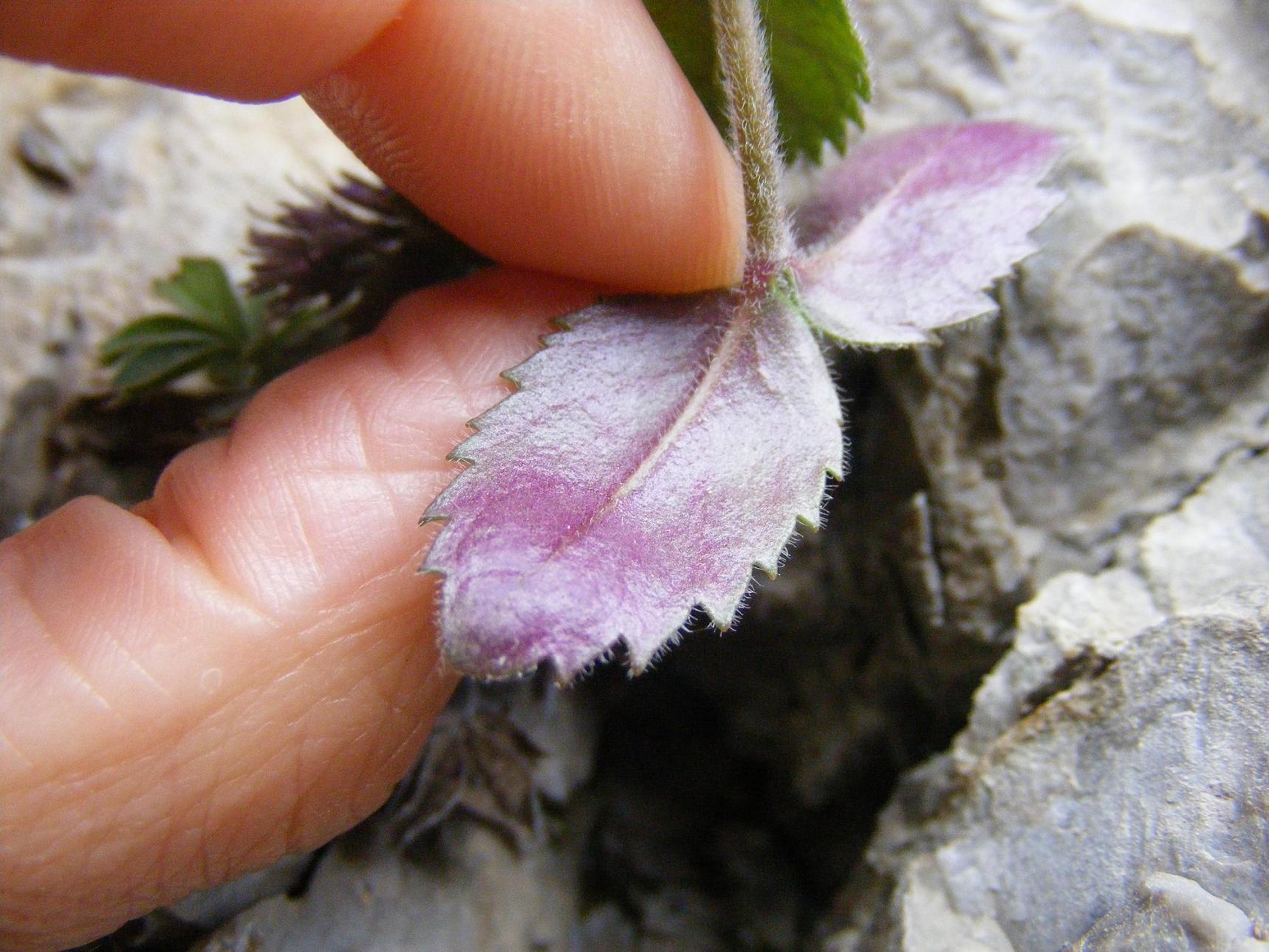 Paederota bonarota